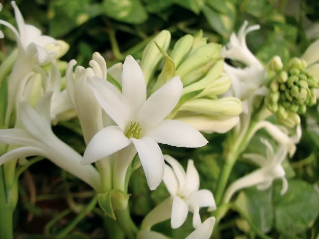 Jadi Wangi Favorit Perempuan Asia, Ini Perbedaan Tuberose dan Jasmine!